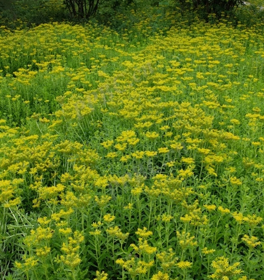 用于园林绿化的费菜