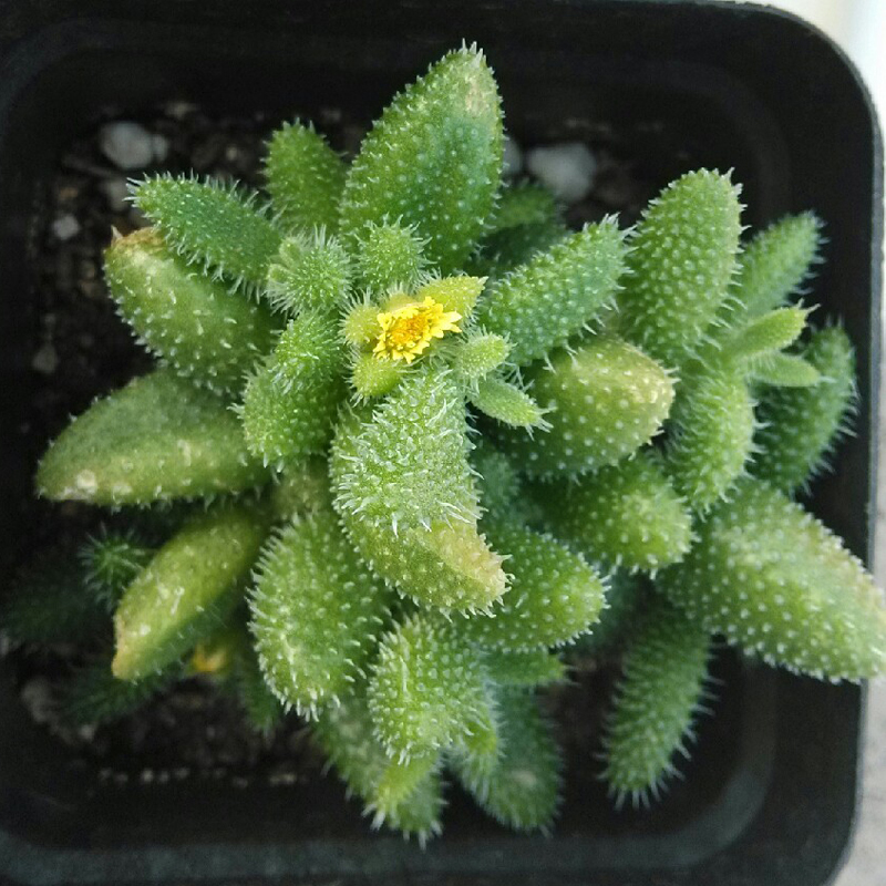 刺叶露子花