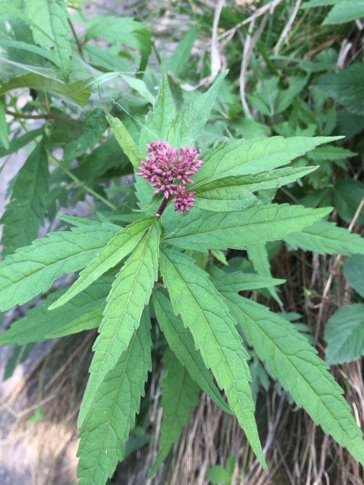 大麻叶泽兰