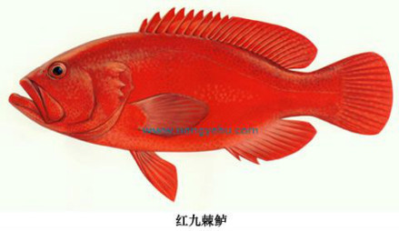 红九棘鲈 