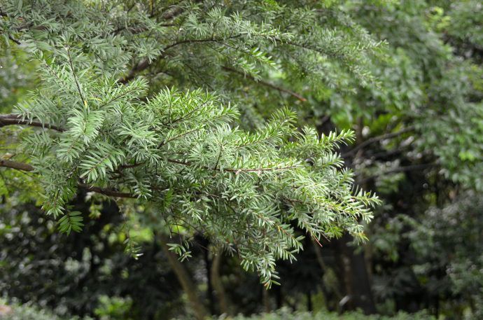 矩鳞油杉