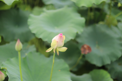 莲-苞
