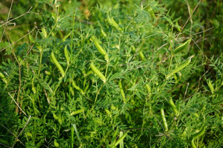硬雀麦