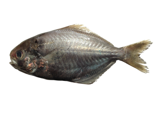 刺鲳