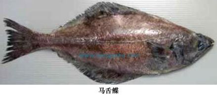 马舌鲽