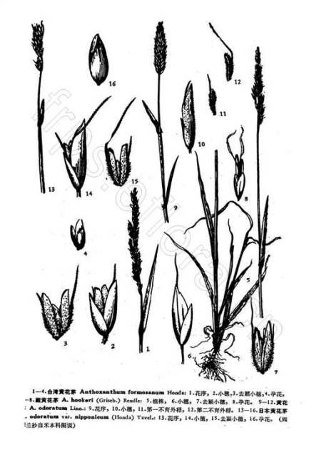 黄花茅线稿图
