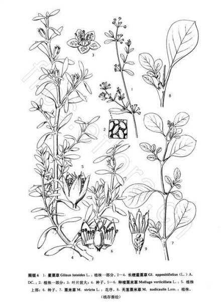 无茎粟米草线稿图 