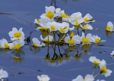 路南海菜花