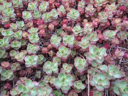 拍摄于墨尔本皇家植物园（RBG Melbourne）