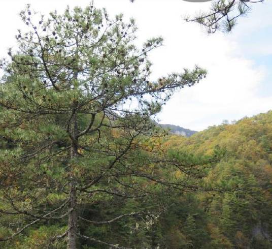 巴山松