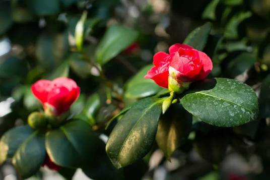 杜鹃叶山茶