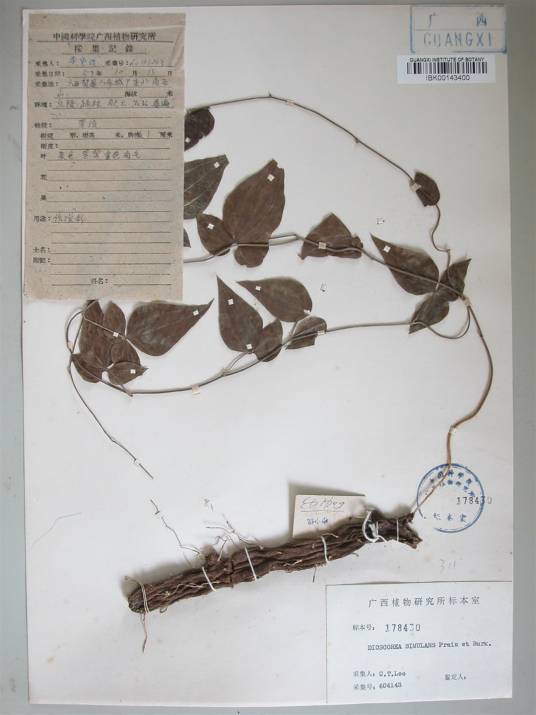 马肠薯蓣