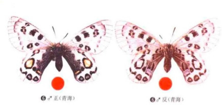 周氏绢蝶