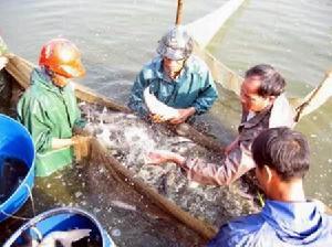鲮鱼养殖