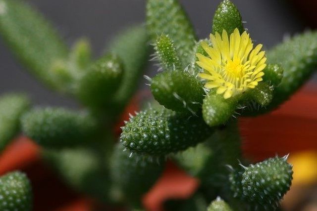 刺叶露子花