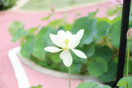 莲-花