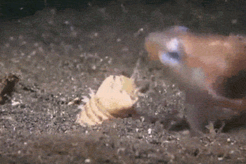 博比特虫