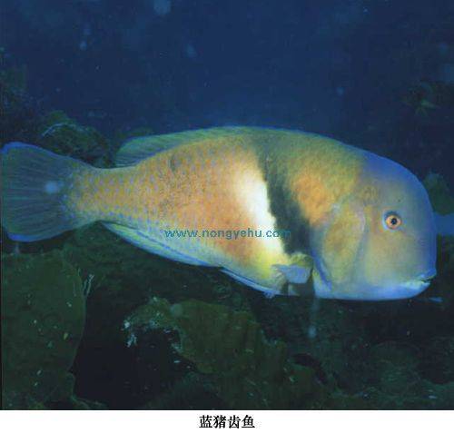 蓝猪齿鱼