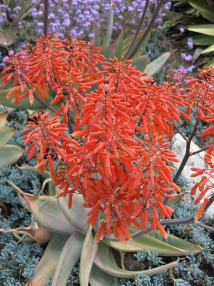 Aloe striata