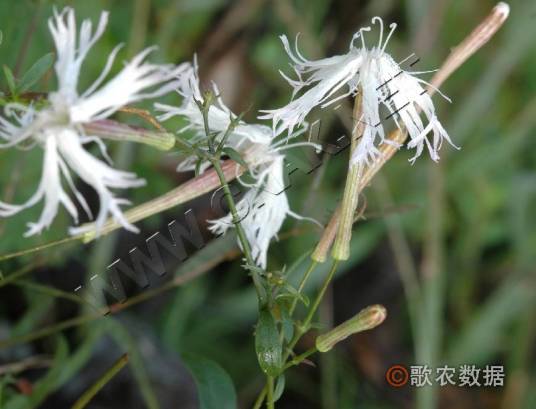 蝇子草