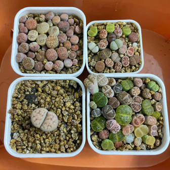 生石花