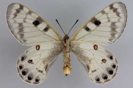 孔雀绢蝶♀腹面