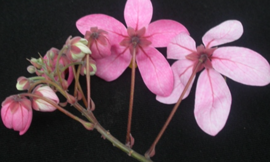 粉花山扁豆