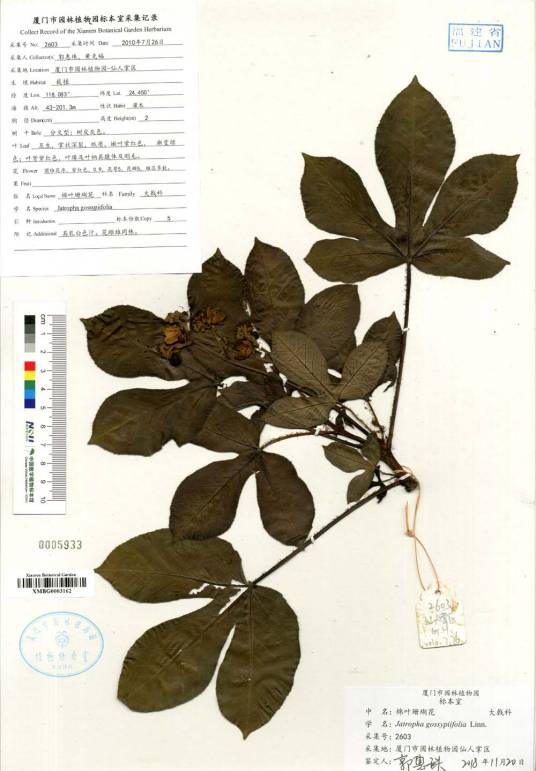 棉叶珊瑚花