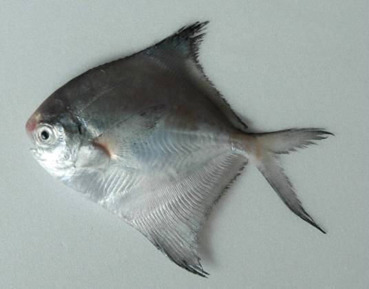 灰鲳