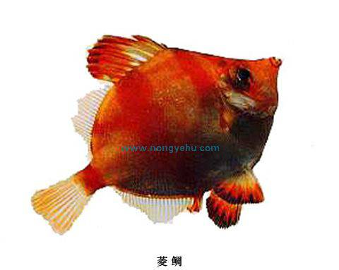 菱鲷