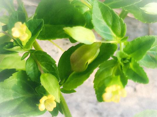 伏胁花