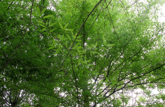 柳叶栎