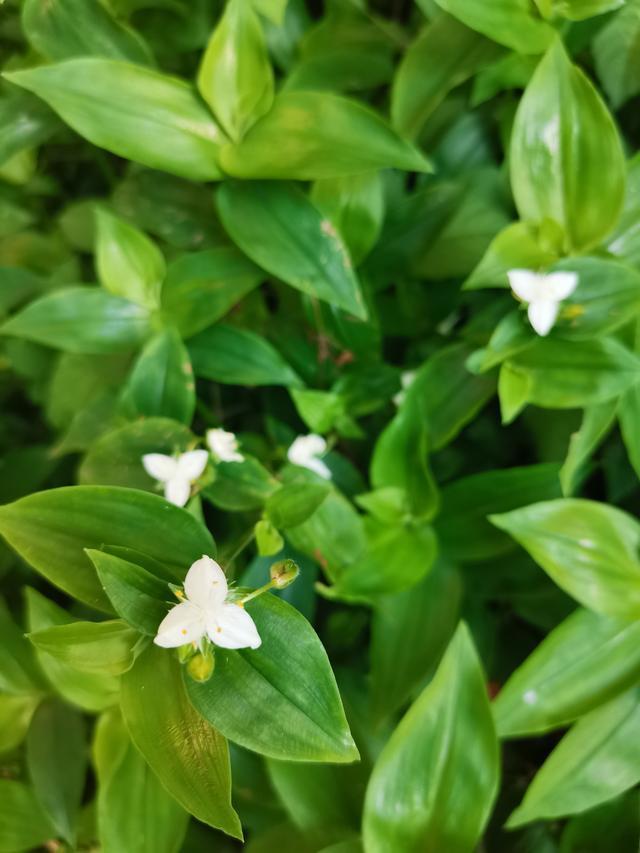 白花紫露草