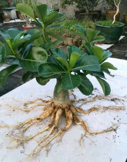沙漠玫瑰的根