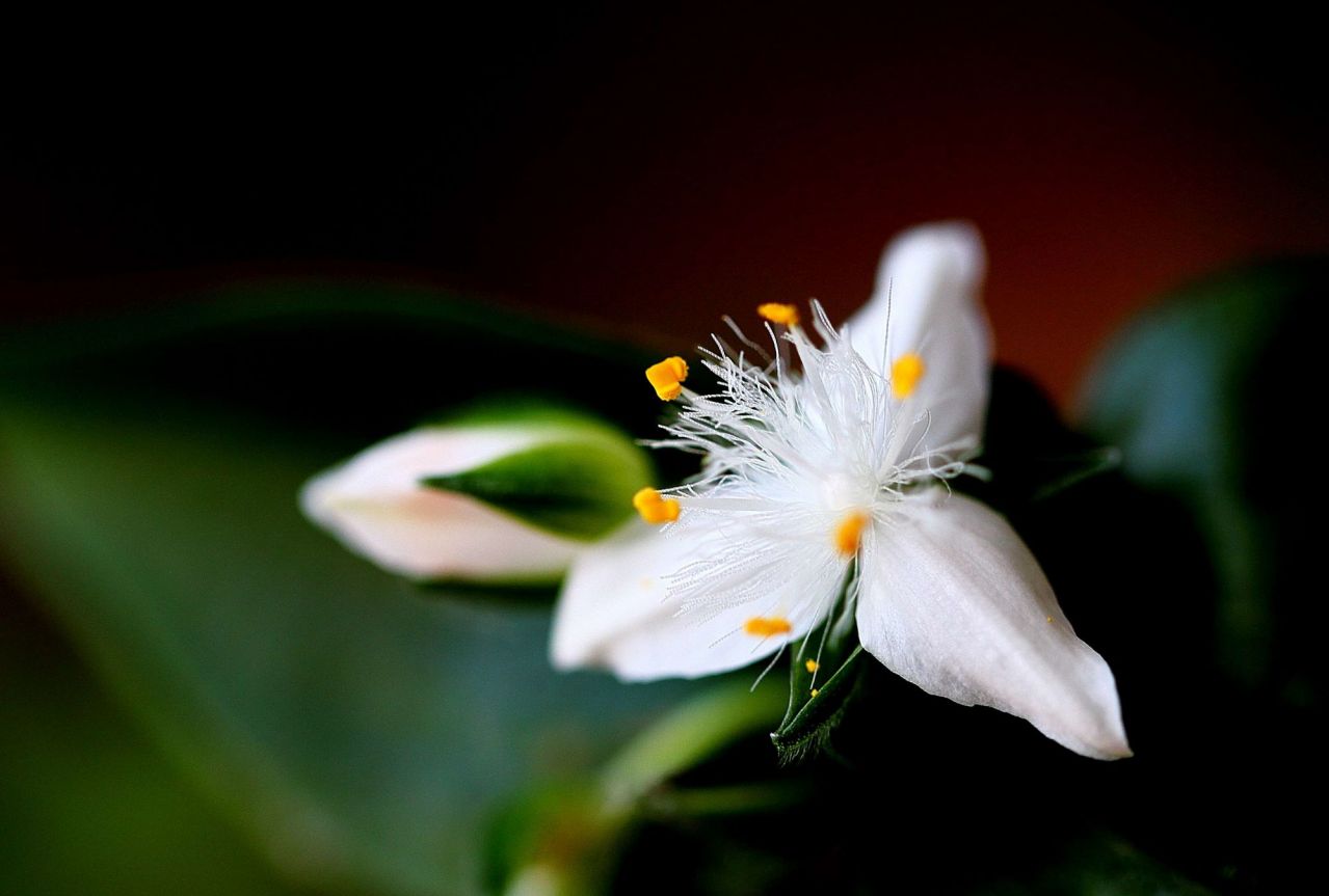 白花紫露草