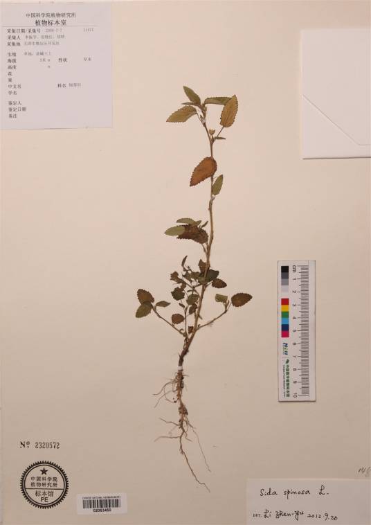 刺黄花稔