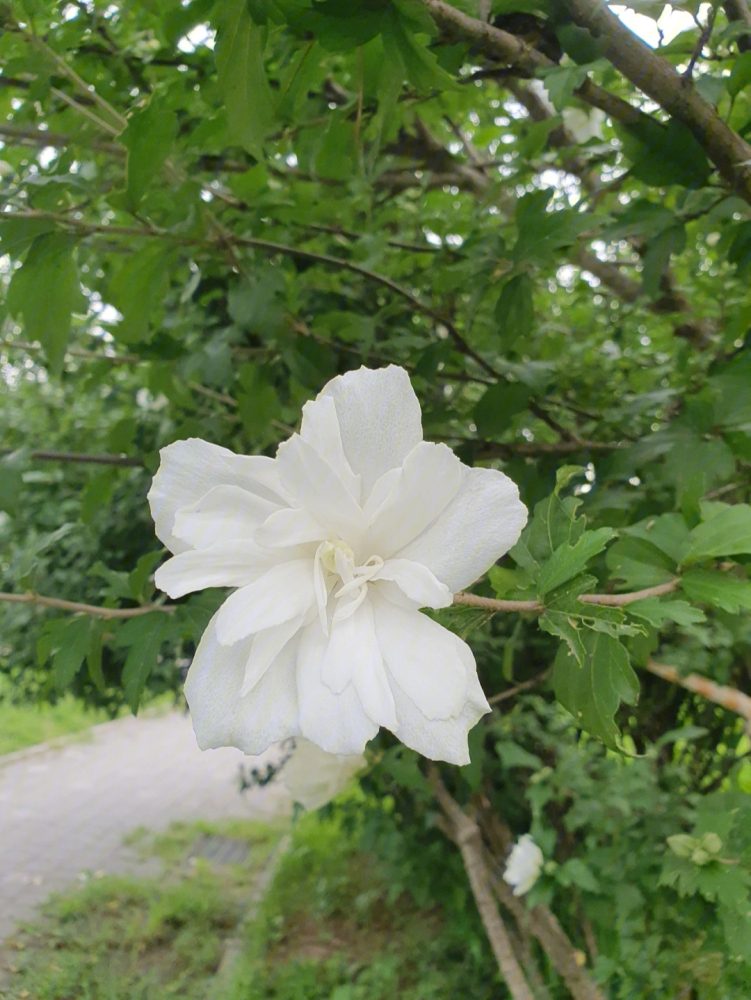 白色木槿
