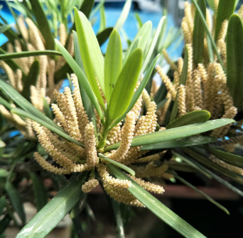 大理罗汉松棒状雄花（盛花期）