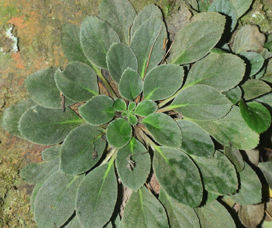 辐花苣苔
