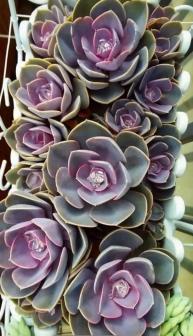 紫珍珠