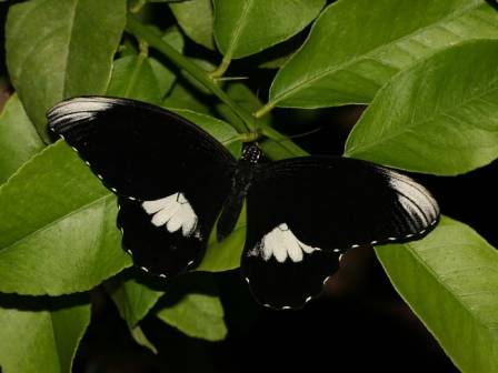 ♂
