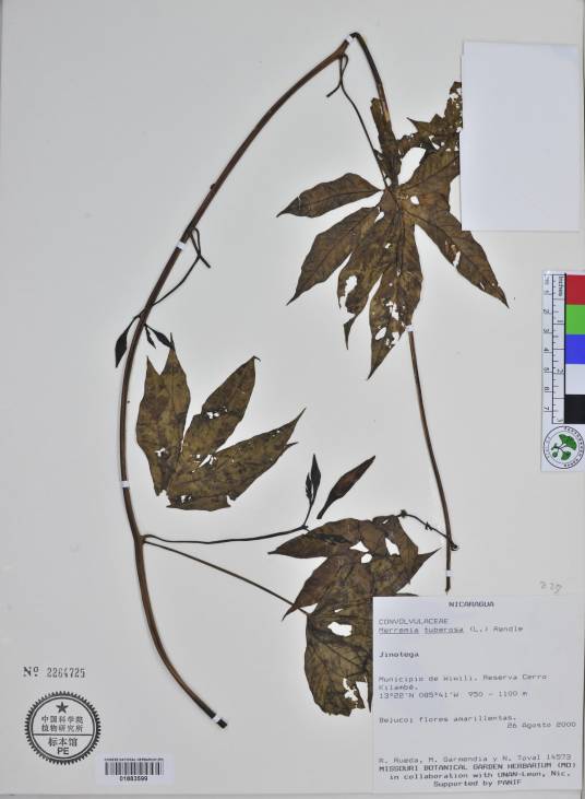 块茎鱼黄草