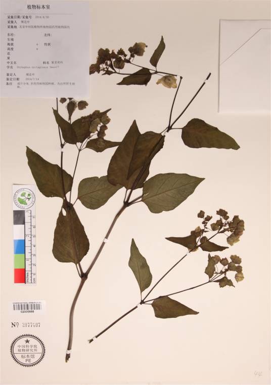 夜香山茉莉
