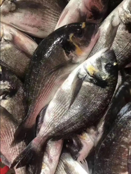 金鲷