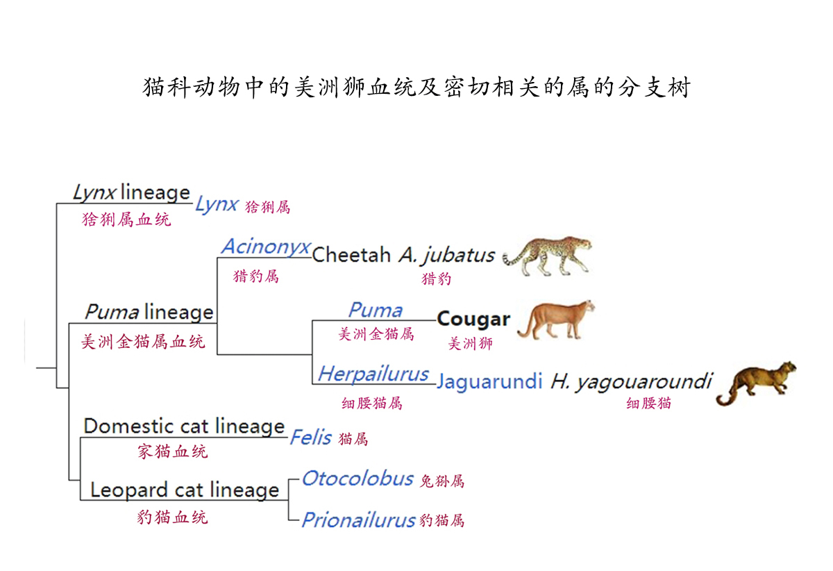 猫科动物与美洲狮相关的属分支树 