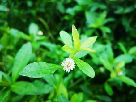 莲子草