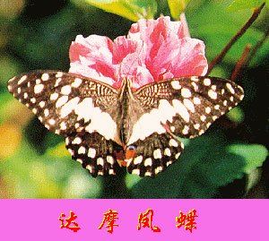 达摩凤蝶