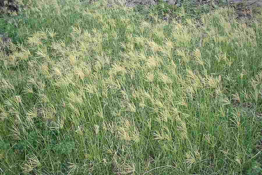 非洲虎尾草