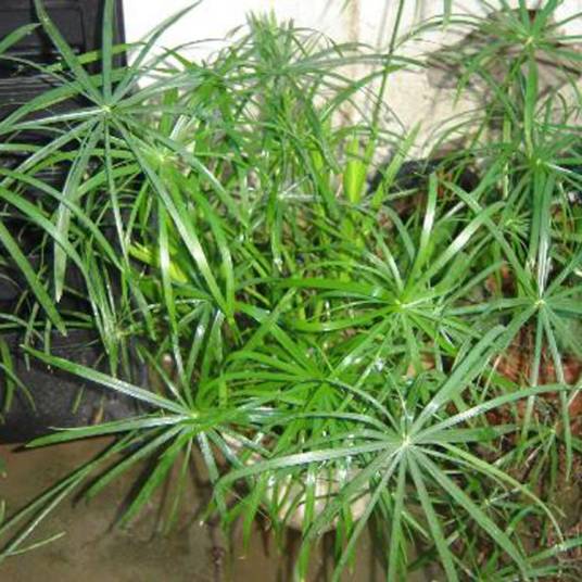 水竹草