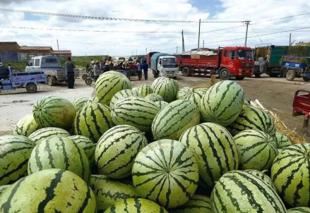 靖远旱砂西瓜